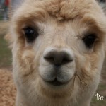 Alpaca Smile